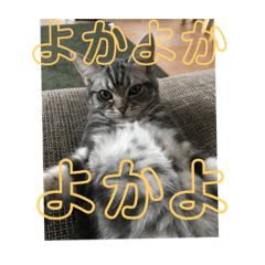 トラと健太郎の！熊本弁スタンプ〜！