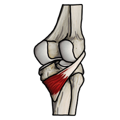 筋肉マニアックスタンプ２〜下肢編〜
