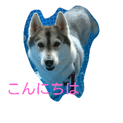 ハスキー エスポん ティアラん