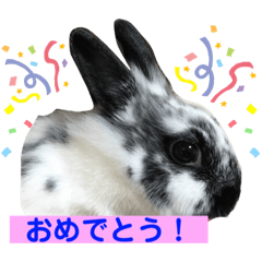 うさぎのめめちやん（増量版）