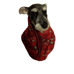 ミニチュアシュナウザーの日常