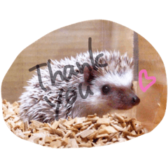 可愛すぎるが故に罪なハリネズミ