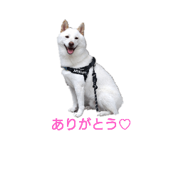 ★白柴ふくの日常スタンプ