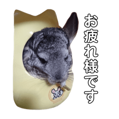 チンチラの心晴ちゃん