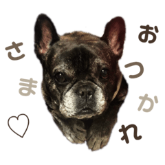 フレンチブルドッグの会話スタンプ②