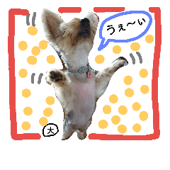 我が家の可愛いぃワンコ、大ちゃんの日常②