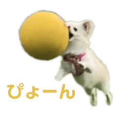 画質の悪いむーちゃん