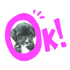 いぬ・ねこ・ひよこスタンプ