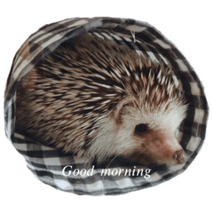 我が家のまろんたん