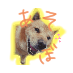 北海道犬、ゆう！