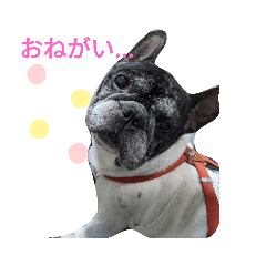 フレブルよっちゃんの日常