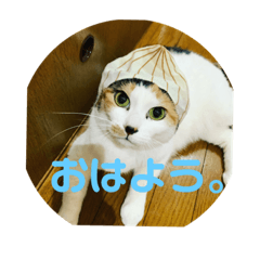 三毛猫のスタンプ　もね