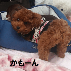 星になったキミも永遠に家族1