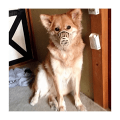 東三国愚連隊2卍