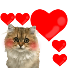 ペルシャのクッキーの子猫写真スタンプ6