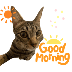 チャトくんとビビちゃん