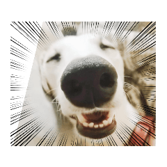 ウィペットの百面相