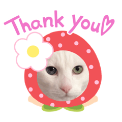 しろねこにゃんたくん