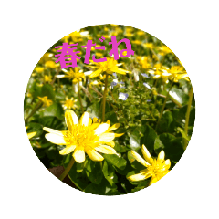 鉢あそび®の日常 その1　ー春ー 2022