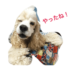 アメリカンコッカー チャップ