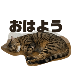 ねこたちのスタンプだよ