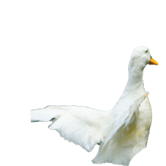 アヒルからーアニメ