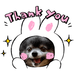 ポメラニアンハンナ♀＆ウィズ♂