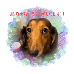 ここちゃんランド