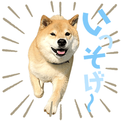 柴犬まる☆彩りスタンプ