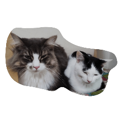 うちの可愛い猫スタンプゆきとはち！