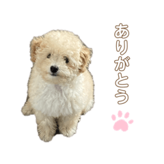 トイプーの日常①【シェリちゃん】