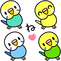 インコ小さい♪