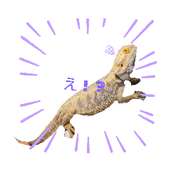 フトアゴヒゲトカゲのちくわ！