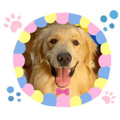 秋田犬とゴールデンレトリバーの日常