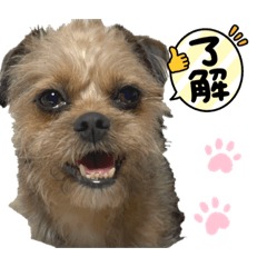 ミックス犬フレブルシーズー2