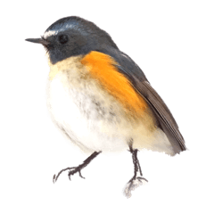 日本の野鳥_rininich