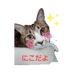 ニコエジ&ライトム