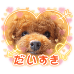 トイプーのあいさん