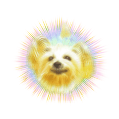 ヨークシャ・テリアのココ2