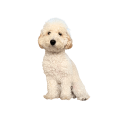 トイプードルのフク part2