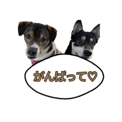 うちのやんちゃ犬。