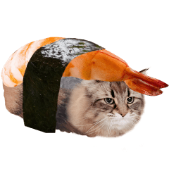 ネコ寿司 サイベリアンのヤマネコ14