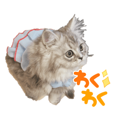 やんちゃミヌエットのジゼル