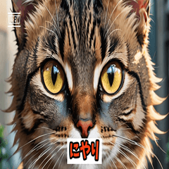 ゆるかわネコ大集合