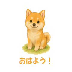 ちいさな柴犬の日常