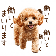 働いて働いて！がんばるトイプードル