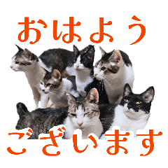 ニャカヤマニャンコ【Family】