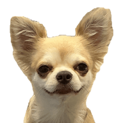 Nhom-Ping the Chihuahua