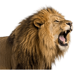 ライオン　実写