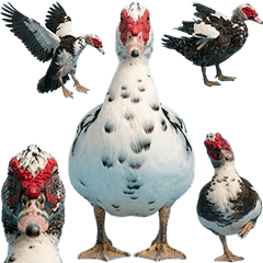 BIG! バリケン　実写